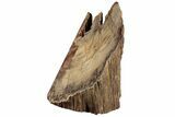 Polished Petrified Wood (Mahogany) Stand-up - Myanmar #185093-2
